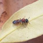 Euryglossina (subfamily Euryglossinae, family Colletidae), Alice Springs NT