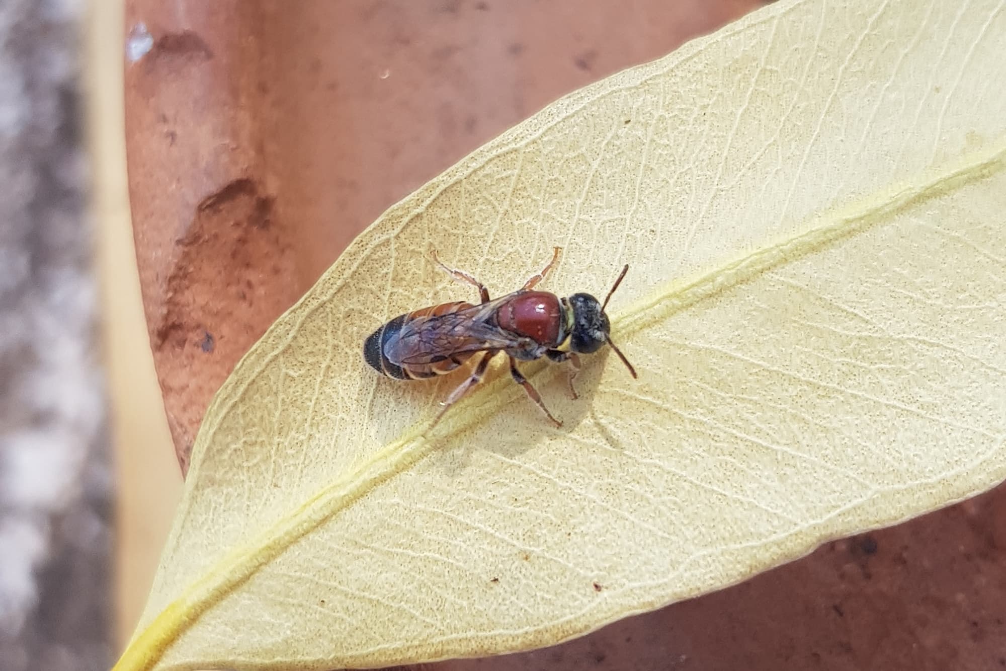 Euryglossina (subfamily Euryglossinae, family Colletidae), Alice Springs NT