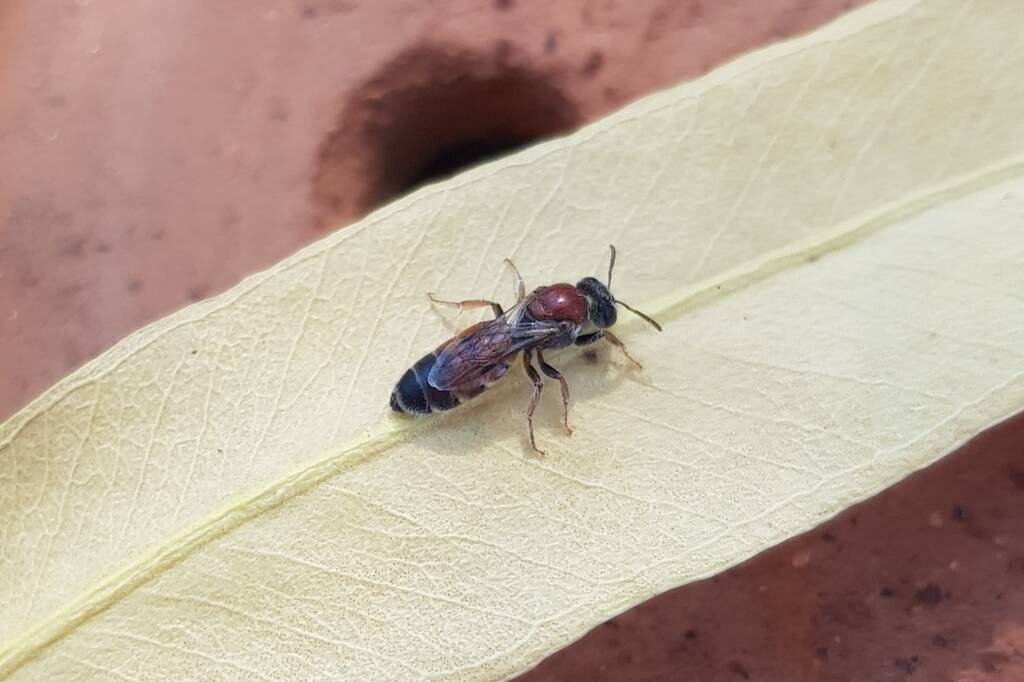Euryglossina (subfamily Euryglossinae, family Colletidae), Alice Springs NT