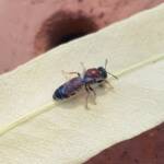 Euryglossina (subfamily Euryglossinae, family Colletidae), Alice Springs NT