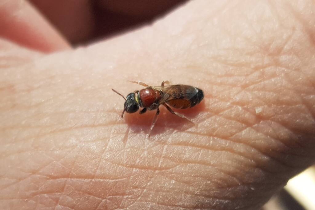 Euryglossina (subfamily Euryglossinae, family Colletidae), Alice Springs NT