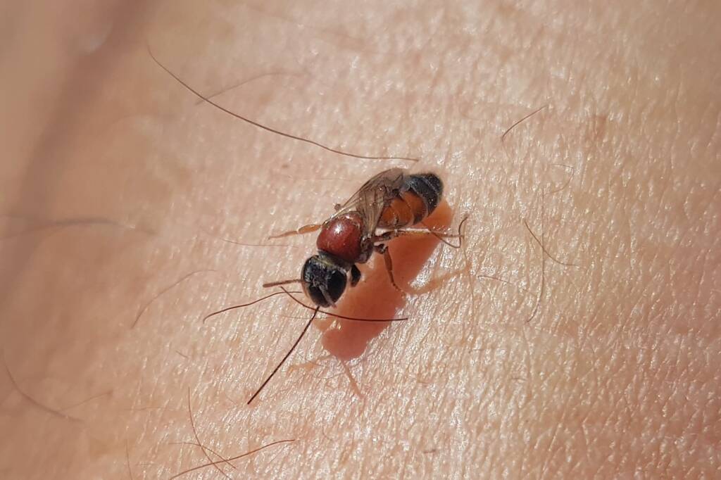 Euryglossina (subfamily Euryglossinae, family Colletidae), Alice Springs NT