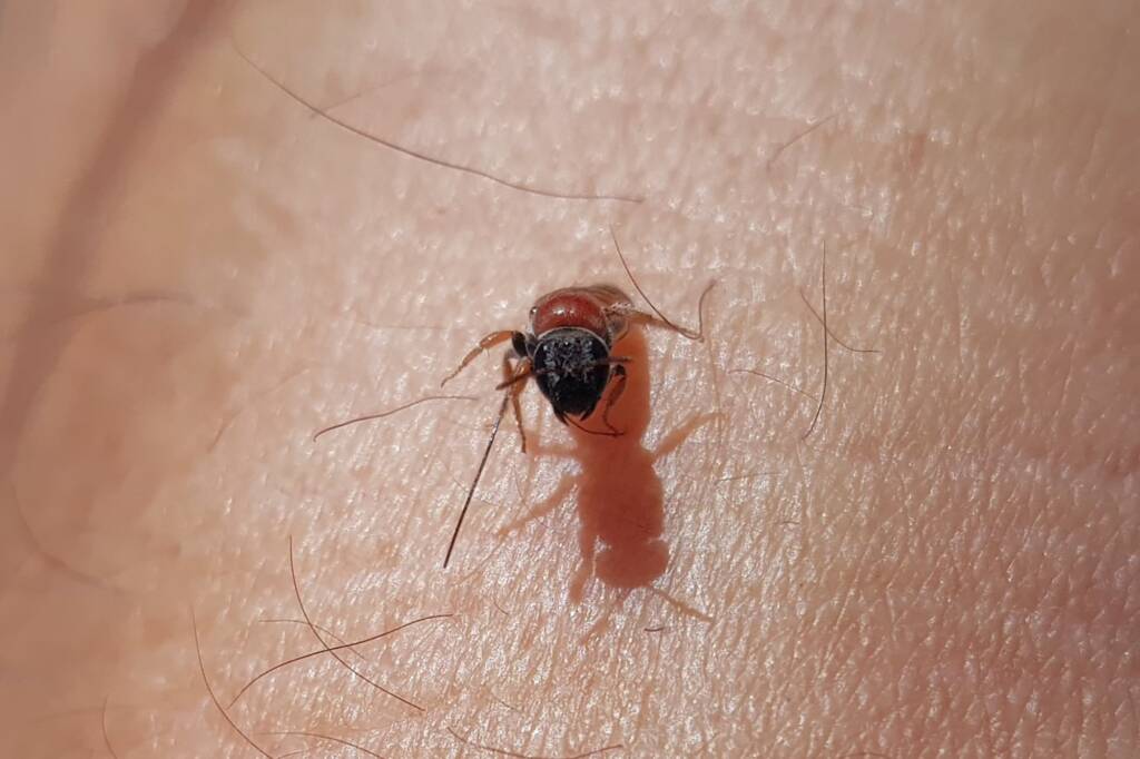 Euryglossina (subfamily Euryglossinae, family Colletidae), Alice Springs NT