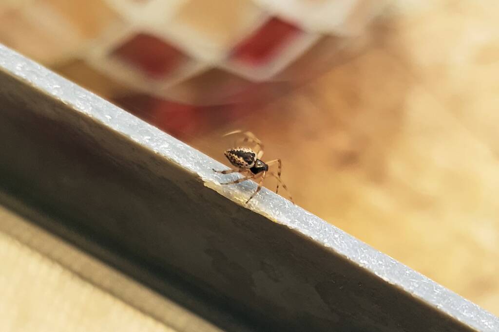 Euryopis (Ant-eating Spiders), Alice Springs NT