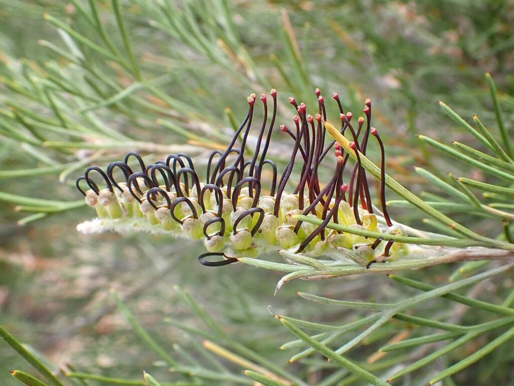 Grevillea hookeriana, Great Southern Region WA © Terry Dunham