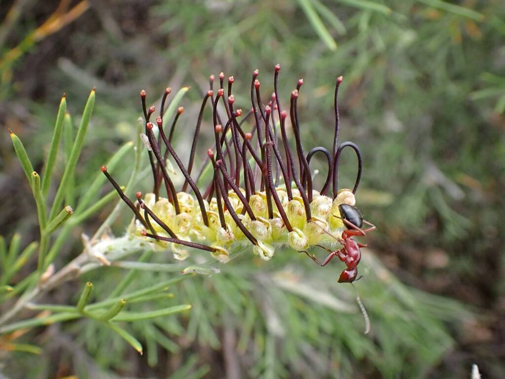 Grevillea hookeriana, Great Southern Region WA © Terry Dunham