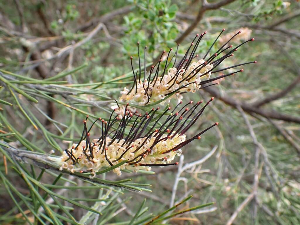 Grevillea hookeriana, Great Southern Region WA © Terry Dunham