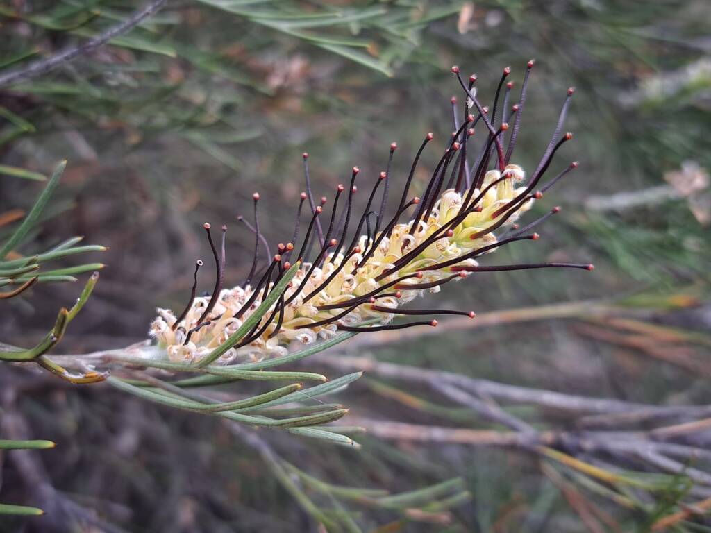 Grevillea hookeriana, Great Southern Region WA © Terry Dunham