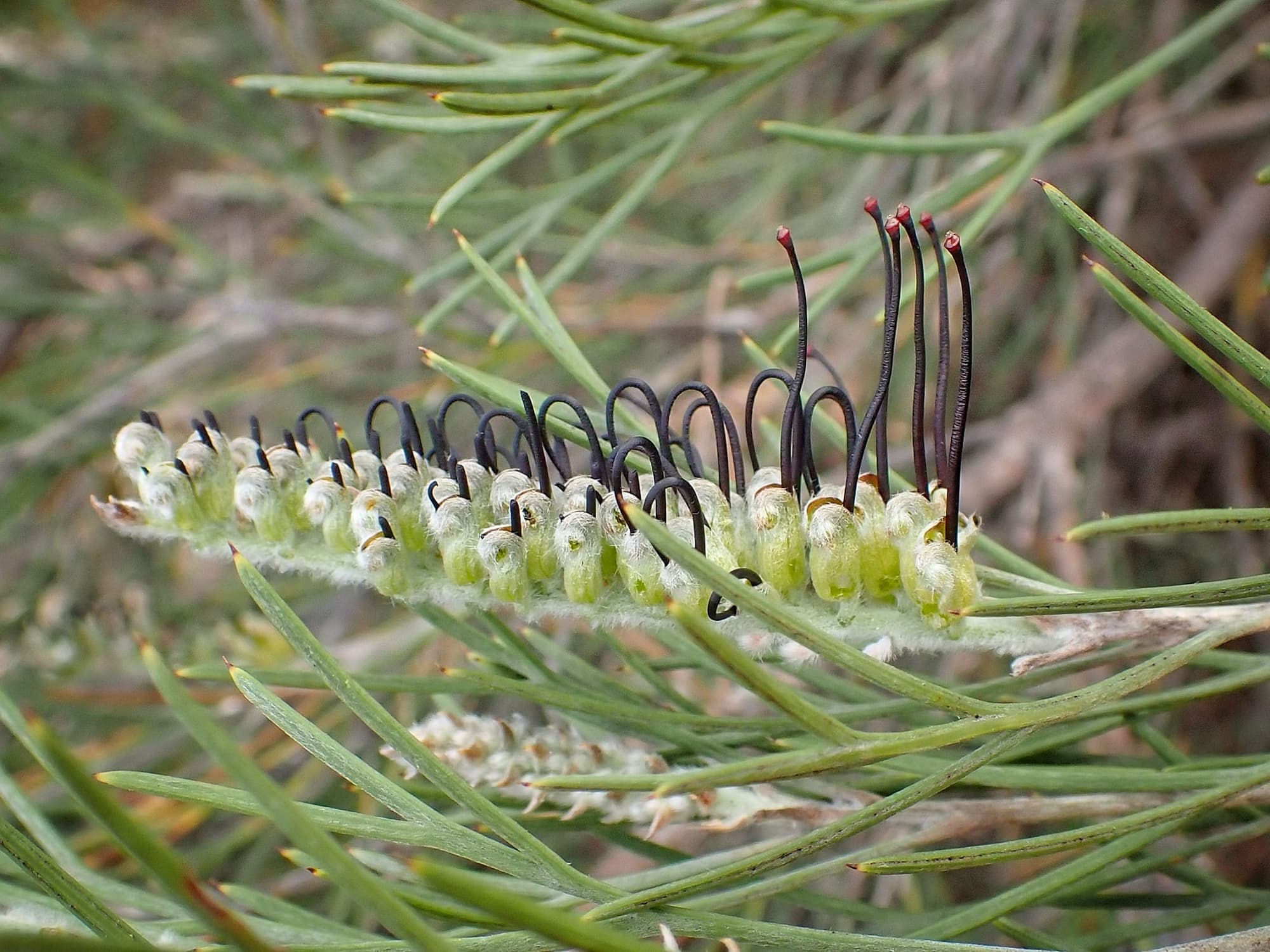 Grevillea hookeriana, Great Southern Region WA © Terry Dunham