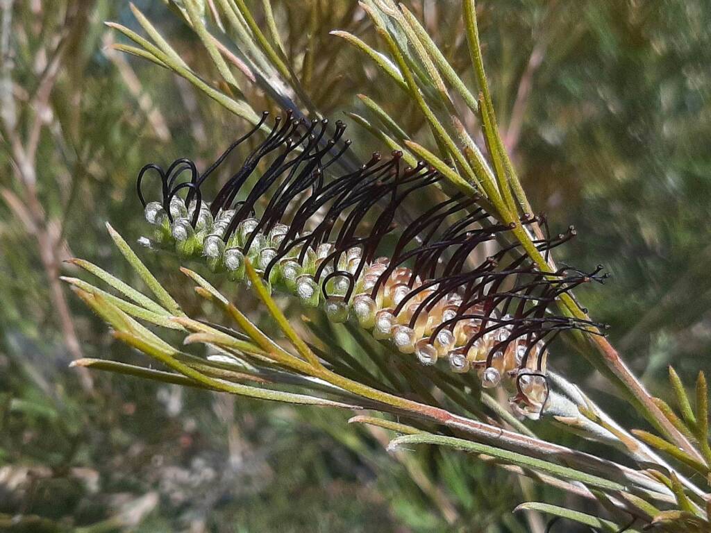 Grevillea hookeriana subsp. apiciloba, (Black toothbrush Grevillea), Kukerin WA © Terry Dunham