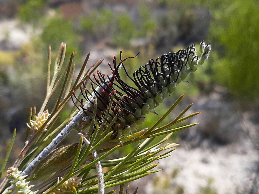 Grevillea hookeriana subsp. apiciloba, (Black toothbrush Grevillea), Kukerin WA © Terry Dunham