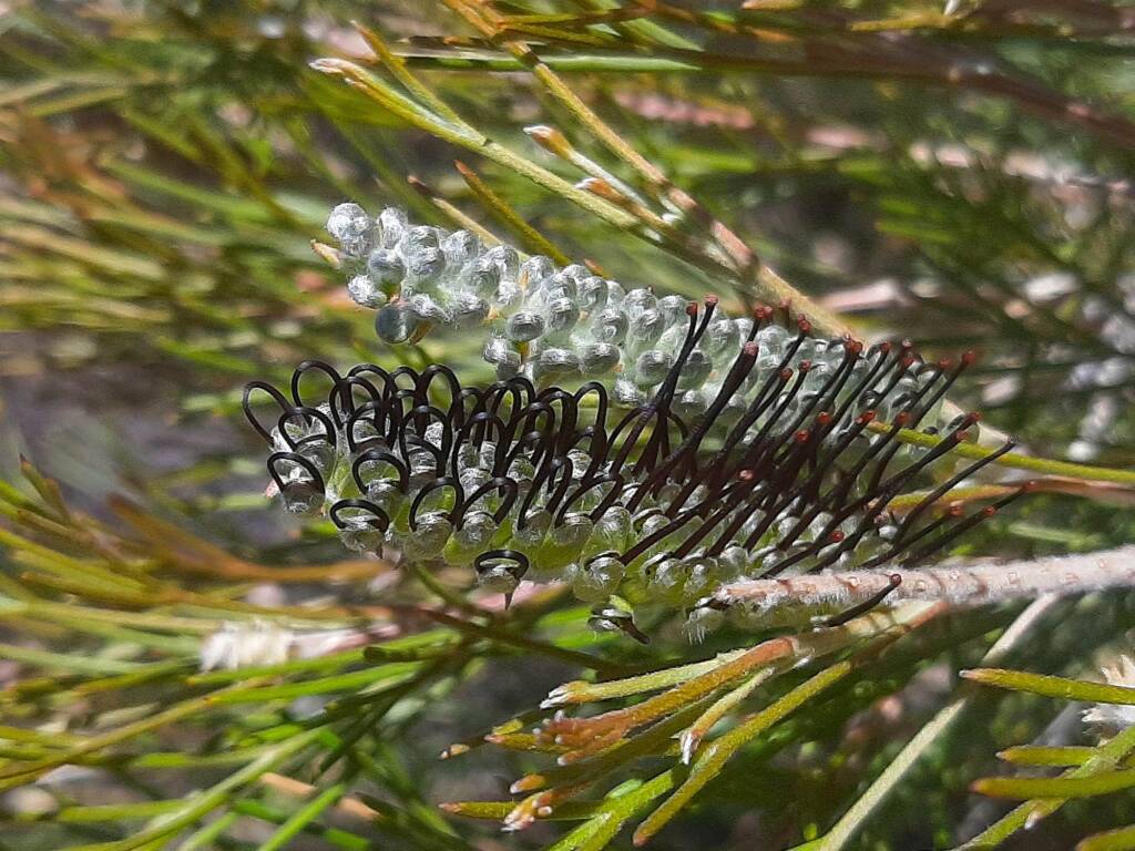 Grevillea hookeriana subsp. apiciloba, (Black toothbrush Grevillea), Kukerin WA © Terry Dunham