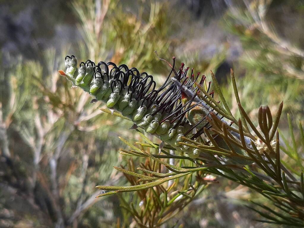 Grevillea hookeriana subsp. apiciloba, (Black toothbrush Grevillea), Kukerin WA © Terry Dunham