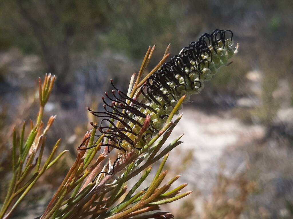 Grevillea hookeriana subsp. apiciloba, (Black toothbrush Grevillea), Kukerin WA © Terry Dunham