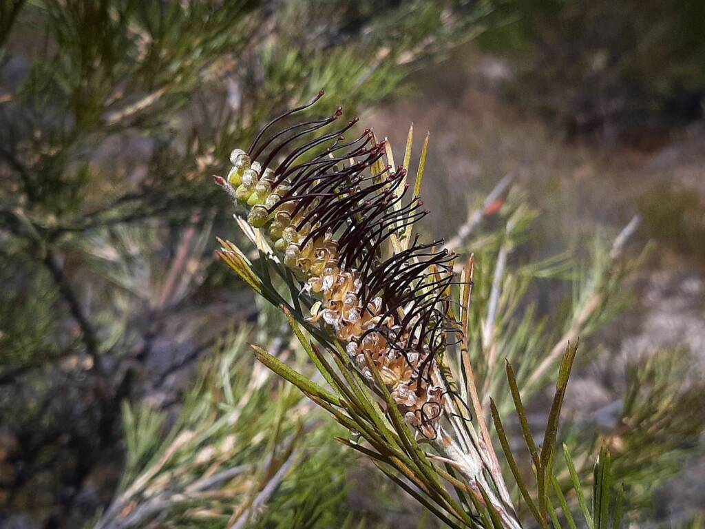 Grevillea hookeriana subsp. apiciloba, (Black toothbrush Grevillea), Kukerin WA © Terry Dunham