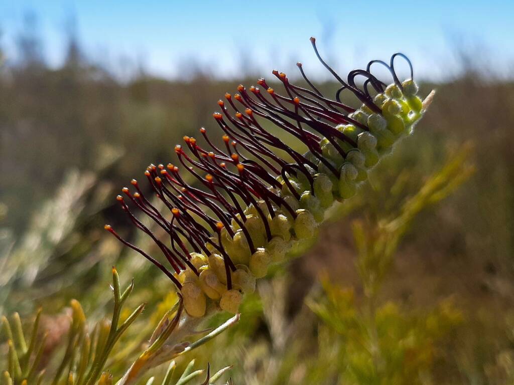 Grevillea hookeriana subsp. apiciloba, (Black toothbrush Grevillea), Kukerin WA © Terry Dunham