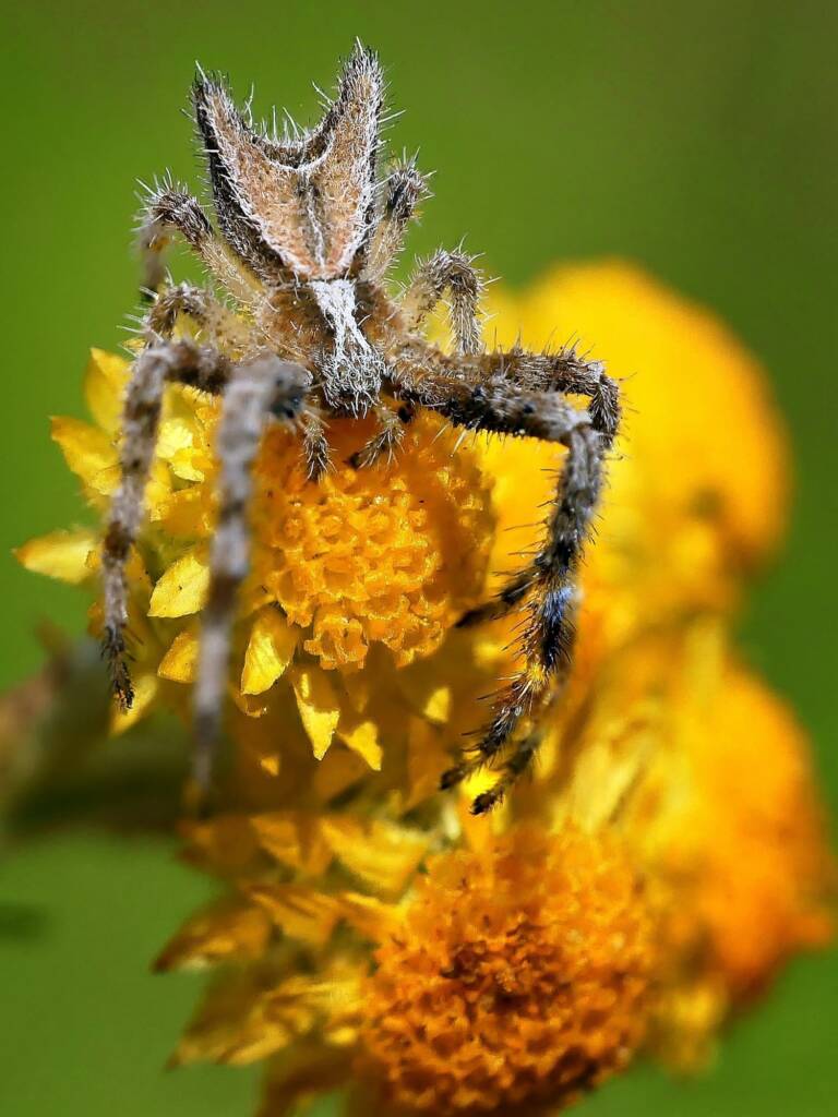 Hairy Crab Spider (Sidymella hirsuta), Belair SA © Marianne Broug