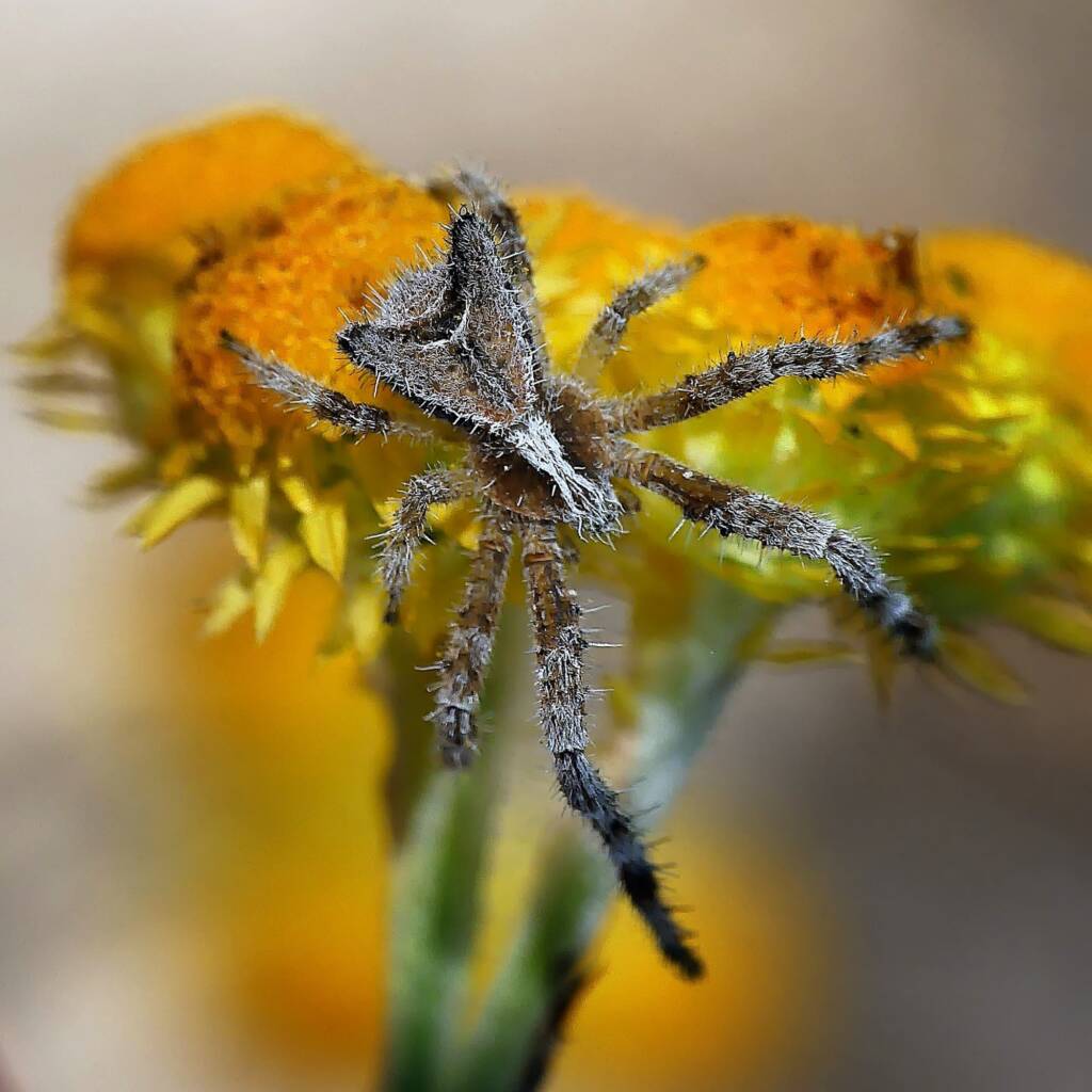Hairy Crab Spider (Sidymella hirsuta), Belair SA © Marianne Broug