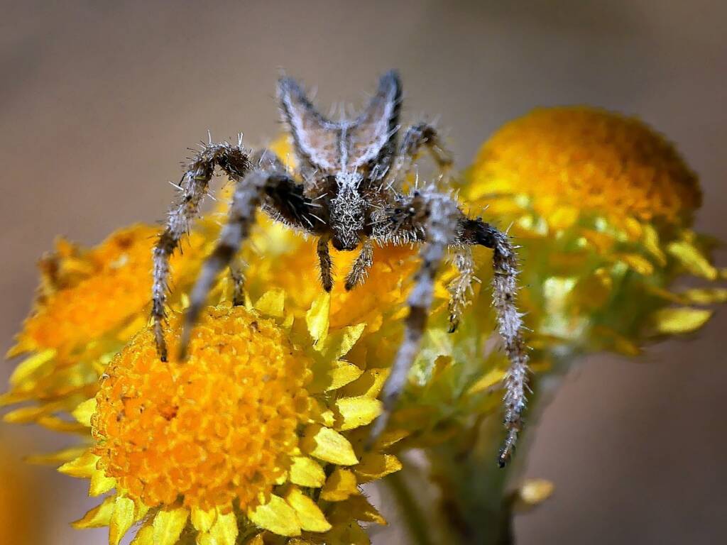Hairy Crab Spider (Sidymella hirsuta), Belair SA © Marianne Broug