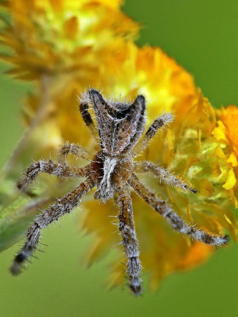 Hairy Crab Spider (Sidymella hirsuta), Belair SA © Marianne Broug
