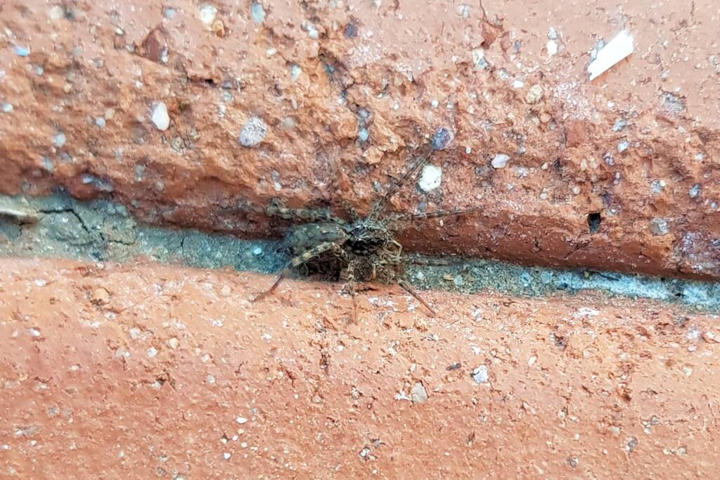 Hogna crispipes, Alice Springs NT