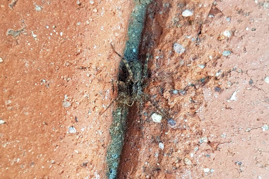 Hogna crispipes, Alice Springs NT