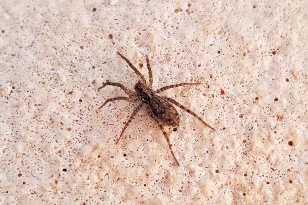Hogna crispipes, Alice Springs NT