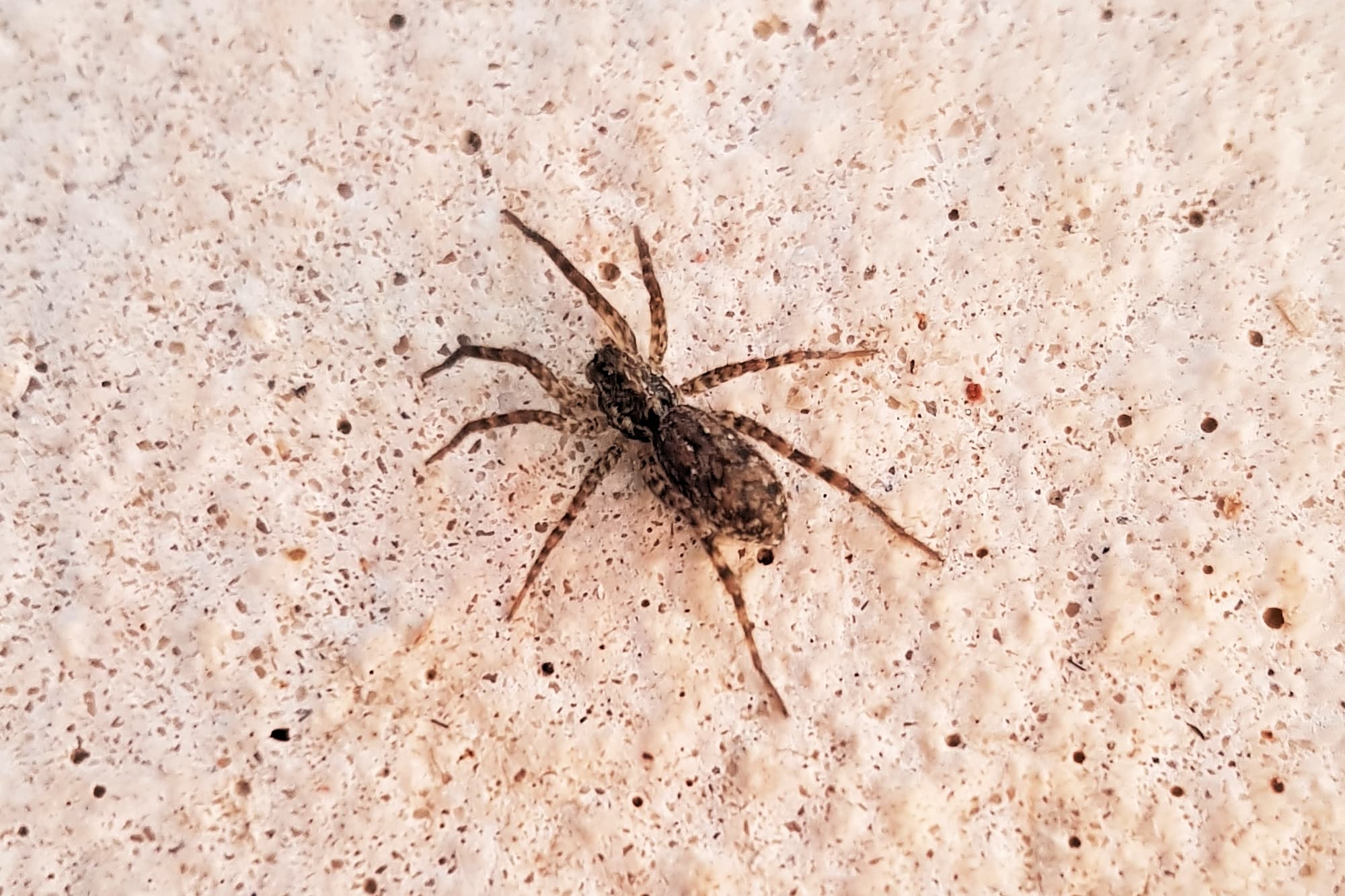 Hogna crispipes, Alice Springs NT