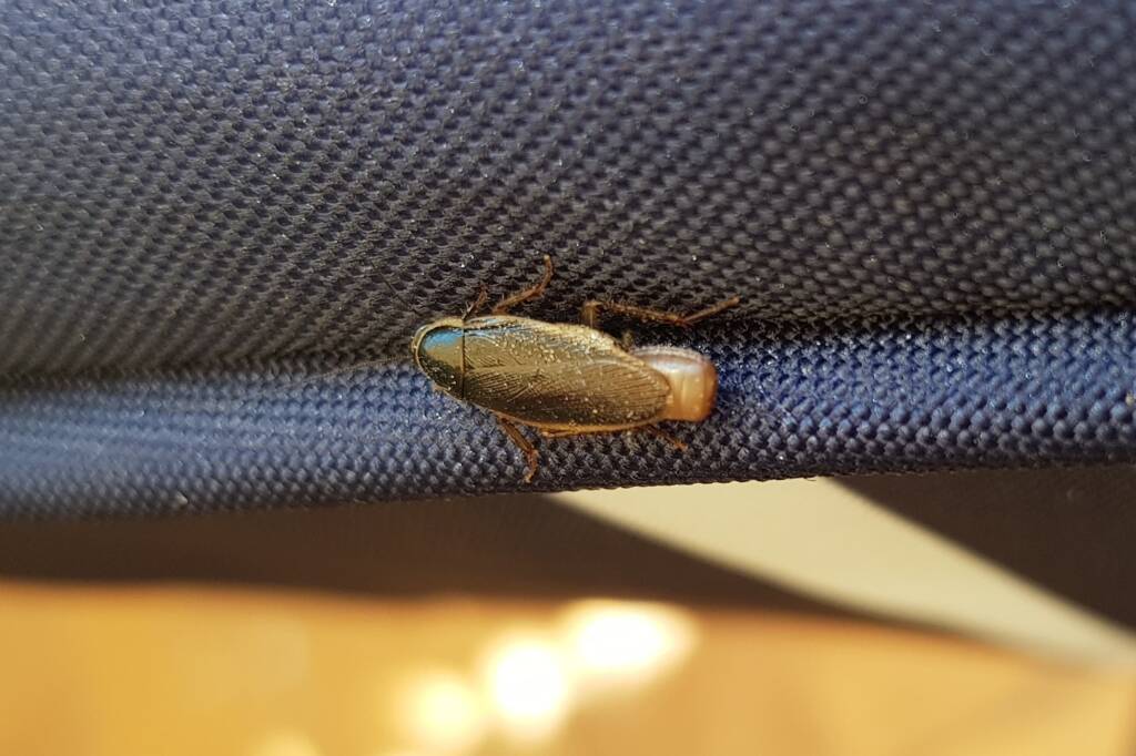 Johnrehnia, genus (Blattellidae family), Alice Springs NT