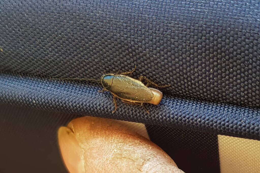 Johnrehnia, genus (Blattellidae family), Alice Springs NT