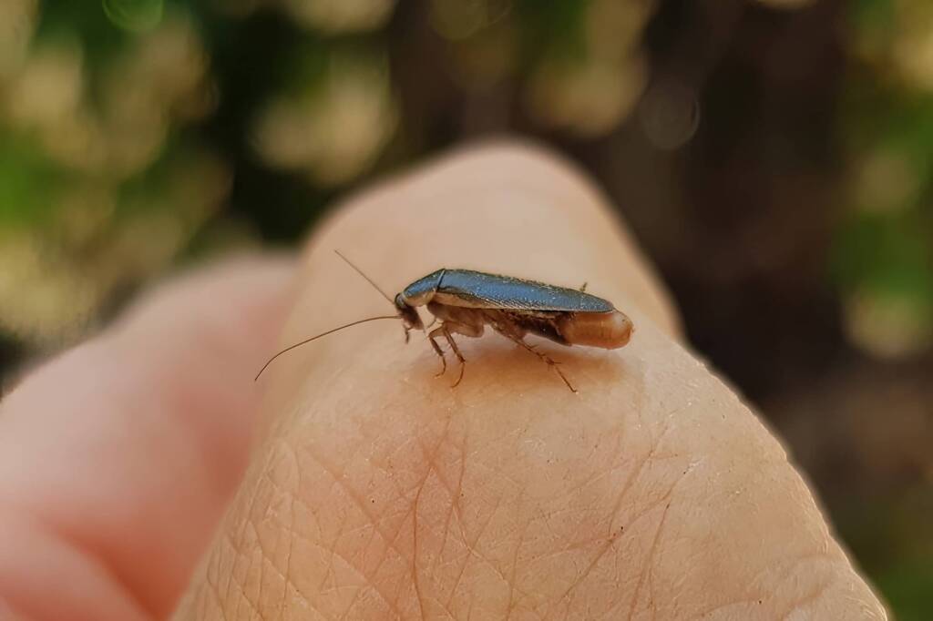 Johnrehnia, genus (Blattellidae family), Alice Springs NT