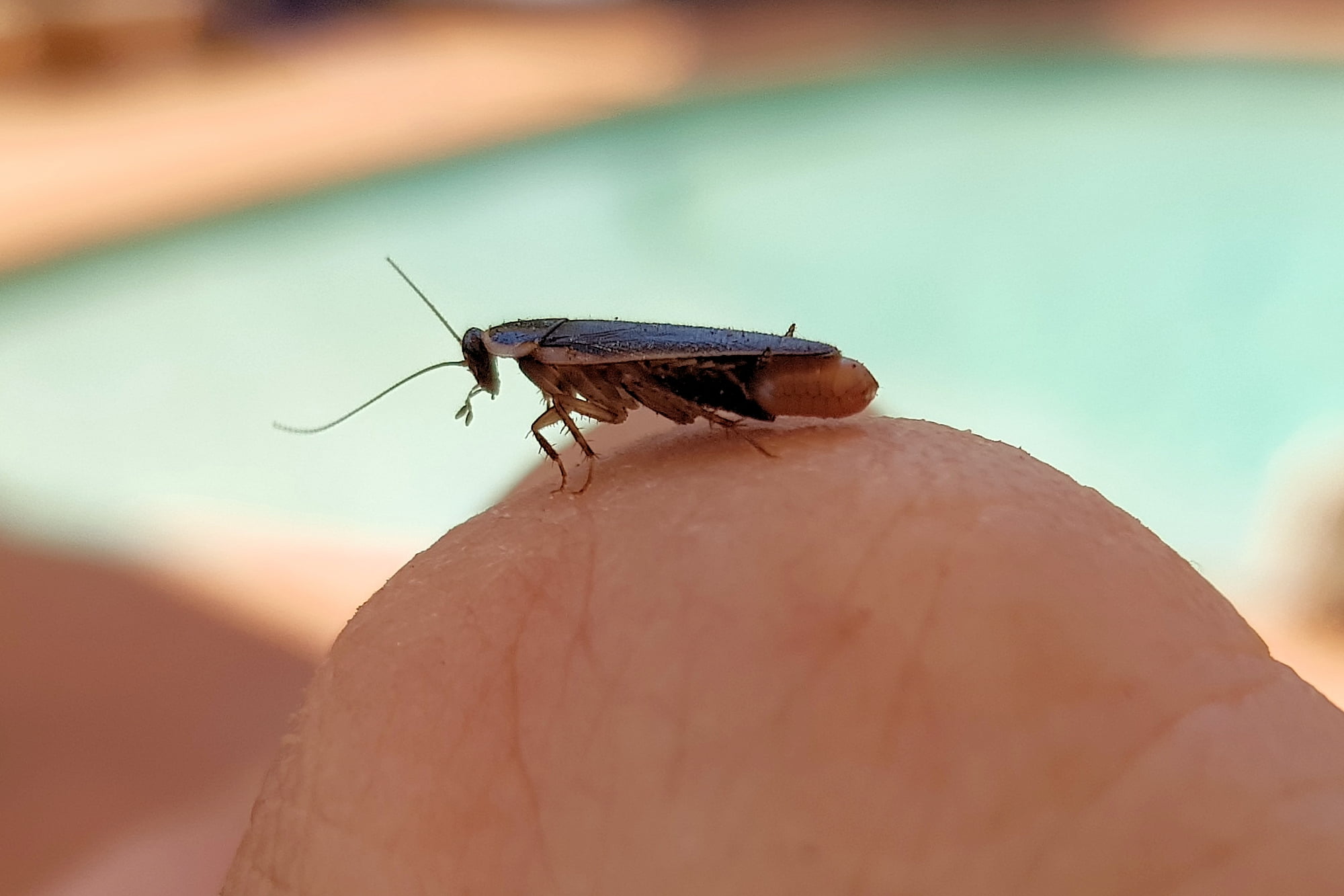 Johnrehnia, genus (Blattellidae family), Alice Springs NT