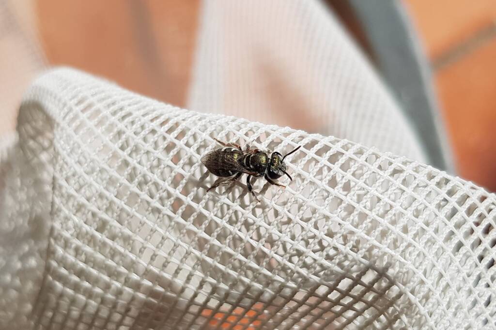 Lasioglossum sp (Furrow Bee), Alice Springs NT
