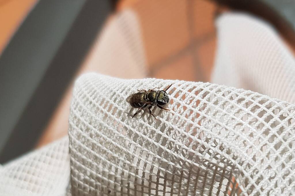 Lasioglossum sp (Furrow Bee), Alice Springs NT