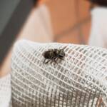 Lasioglossum sp (Furrow Bee), Alice Springs NT