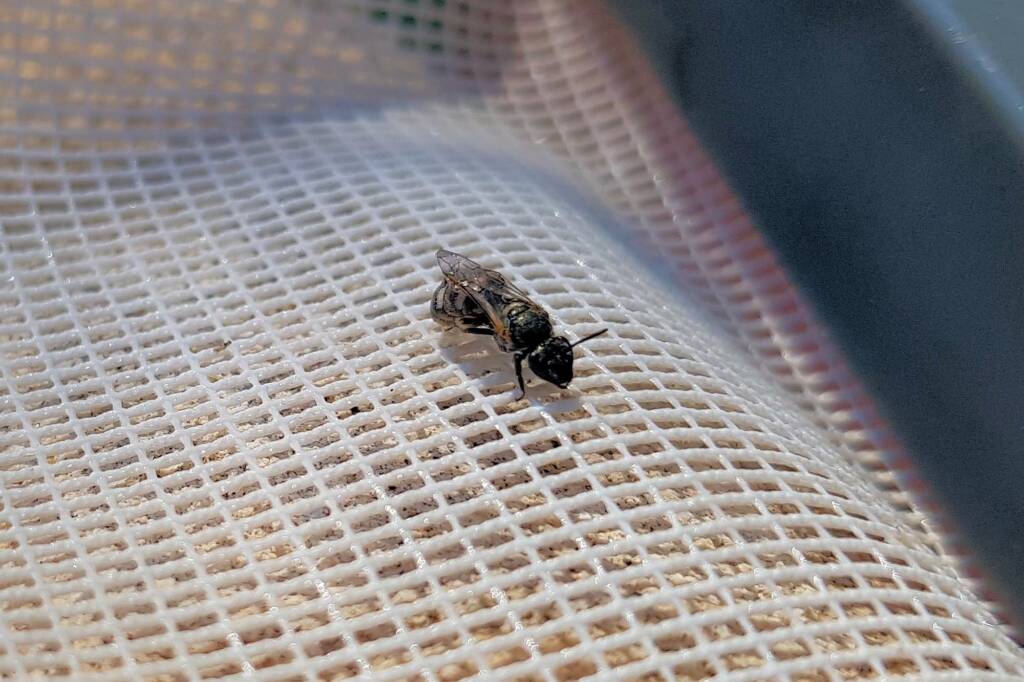 Lasioglossum sp (Furrow Bee), Alice Springs NT