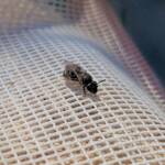 Lasioglossum sp (Furrow Bee), Alice Springs NT