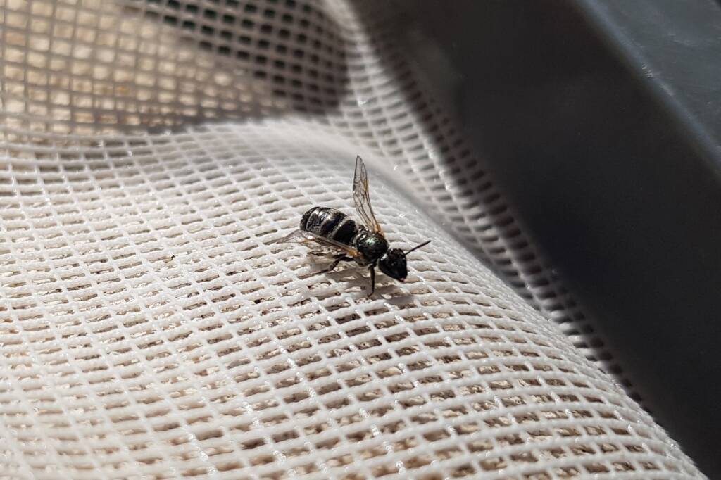 Lasioglossum sp (Furrow Bee), Alice Springs NT