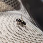 Lasioglossum sp (Furrow Bee), Alice Springs NT