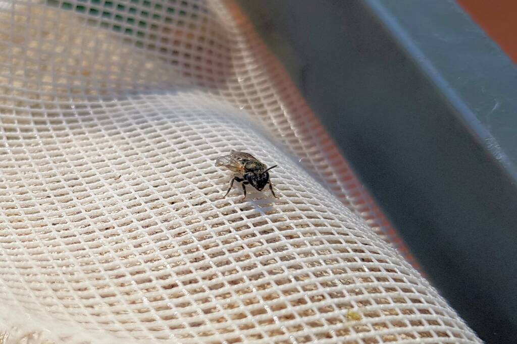 Lasioglossum sp (Furrow Bee), Alice Springs NT