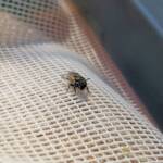 Lasioglossum sp (Furrow Bee), Alice Springs NT