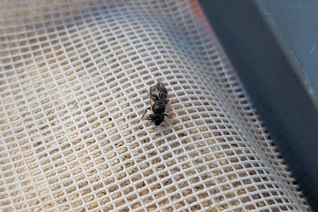 Lasioglossum sp (Furrow Bee), Alice Springs NT