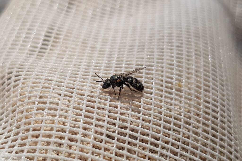 Lasioglossum sp (Furrow Bee), Alice Springs NT
