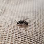 Lasioglossum sp (Furrow Bee), Alice Springs NT