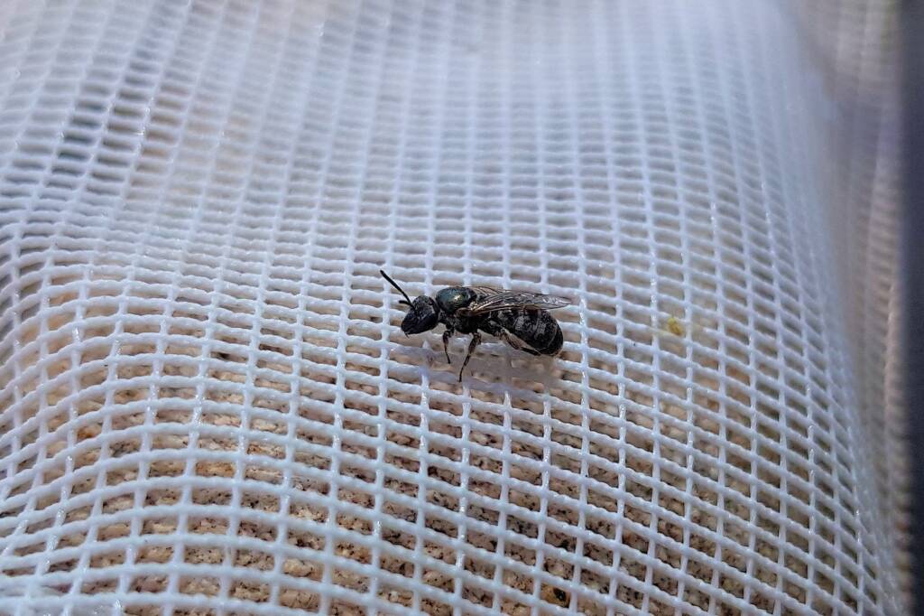 Lasioglossum sp (Furrow Bee), Alice Springs NT