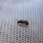 Lasioglossum sp (Furrow Bee), Alice Springs NT