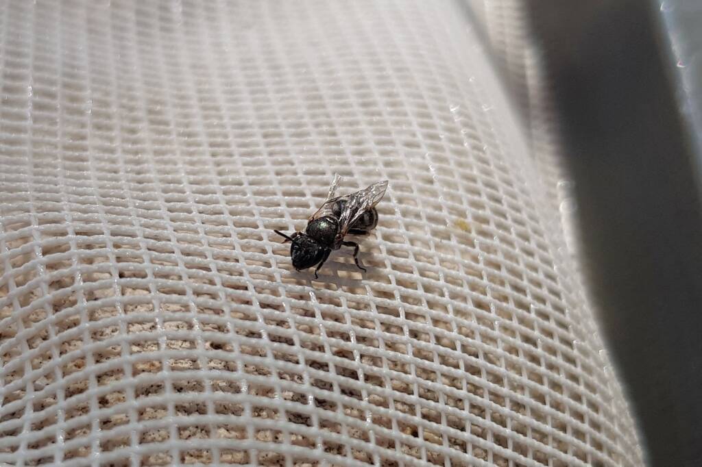 Lasioglossum sp (Furrow Bee), Alice Springs NT