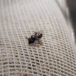 Lasioglossum sp (Furrow Bee), Alice Springs NT
