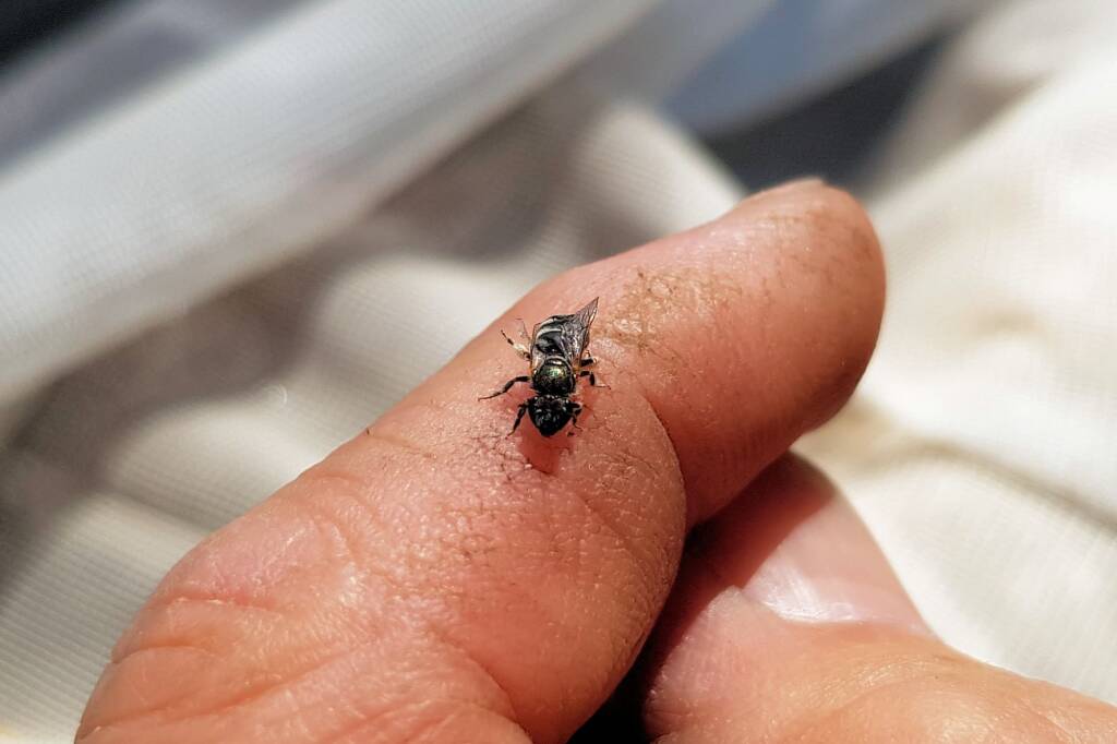 Lasioglossum sp (Furrow Bee), Alice Springs NT