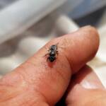 Lasioglossum sp (Furrow Bee), Alice Springs NT